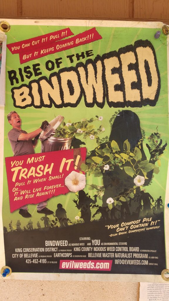 Picture of Bindweed poster, humorous, used to illustrate a form of effective science communication.